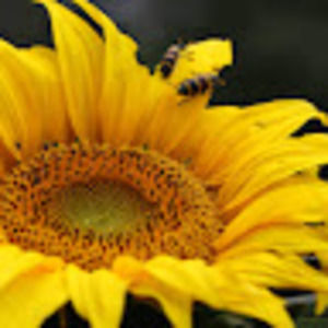 Meet your Posher, Lana